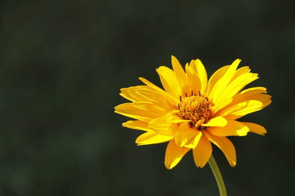 Arnica montana 9ch : pourquoi, comment et quand en prendre ?