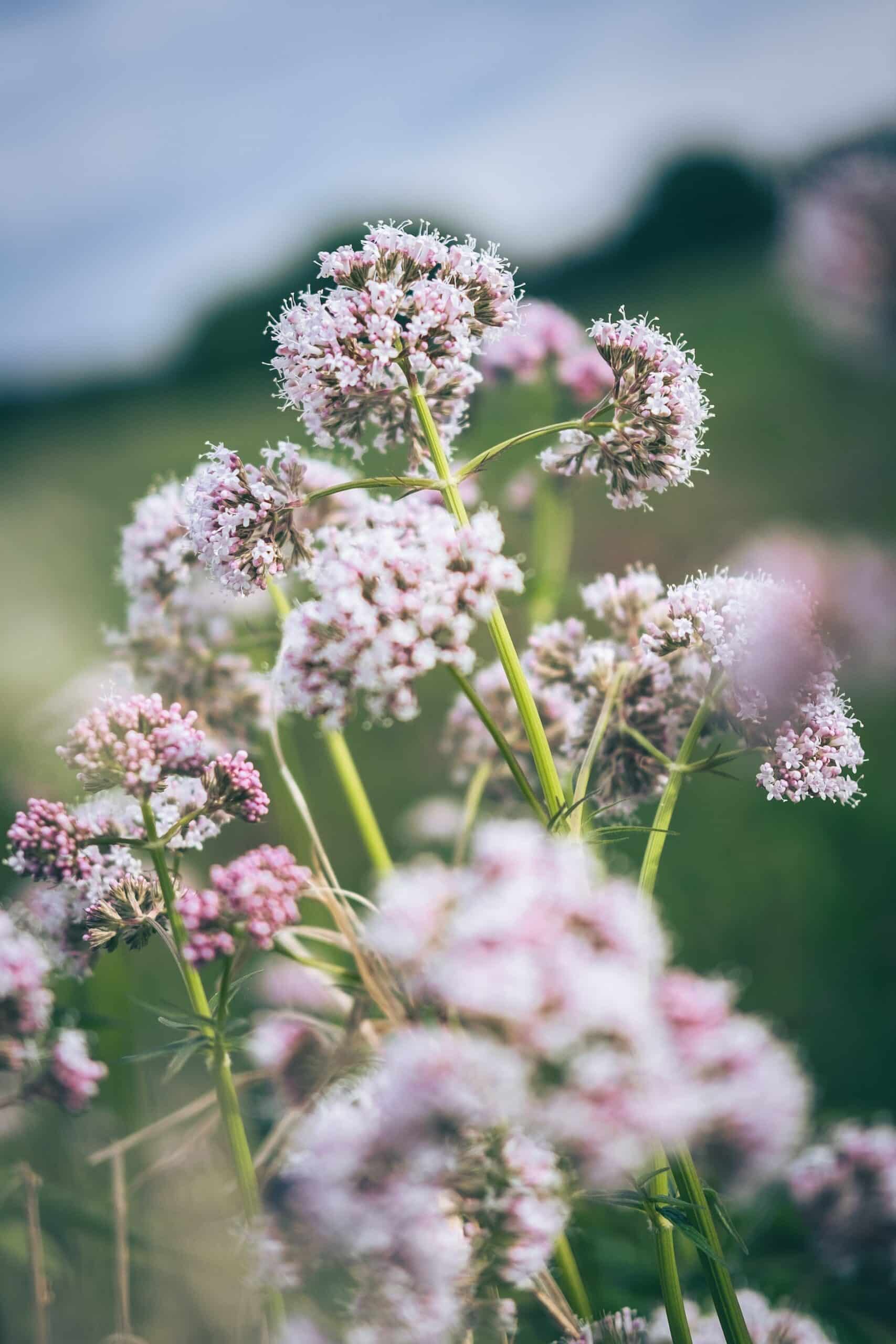 Et si la valériane était la solution pour lutter contre l'anxiété