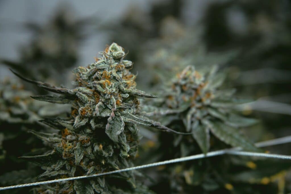 plants de cannabis